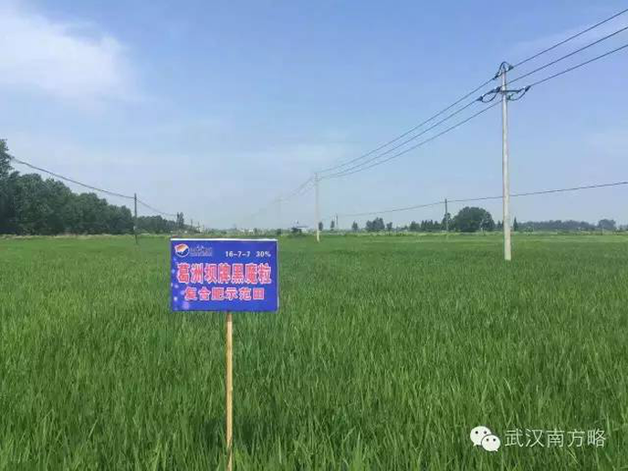 施用黑魔粒種植的水稻長勢良好 施用黑魔粒種植的水稻長勢良好