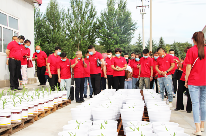 參觀玉米單倍體項目幼苗培養