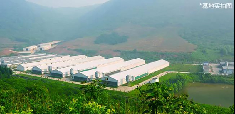 圣迪樂村蛋雞養殖場